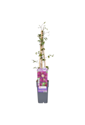 Powojnik wielkokwiatowy Warszawska Nike