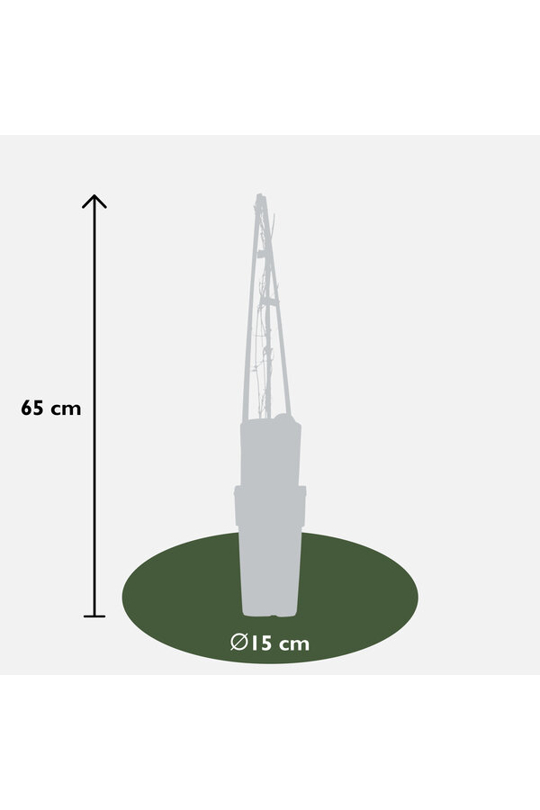 Powojnik wielkokwiatowy Warszawska Nike