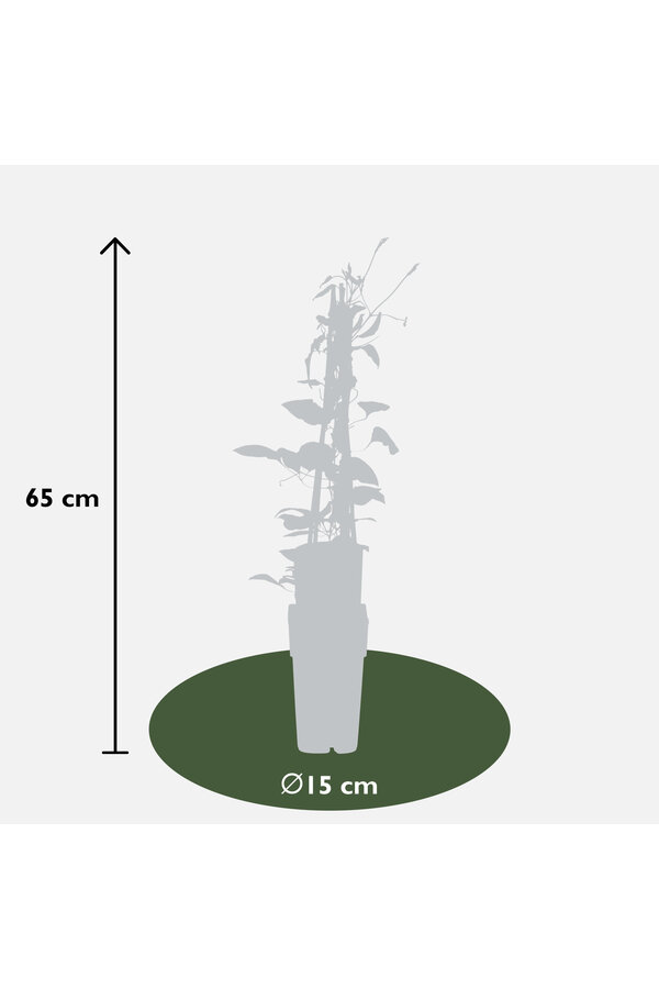 Powojnik wielkokwiatowy Rouge Cardinal