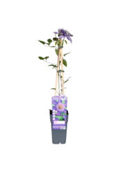 Powojnik wielkokwiatowy Multi Blue