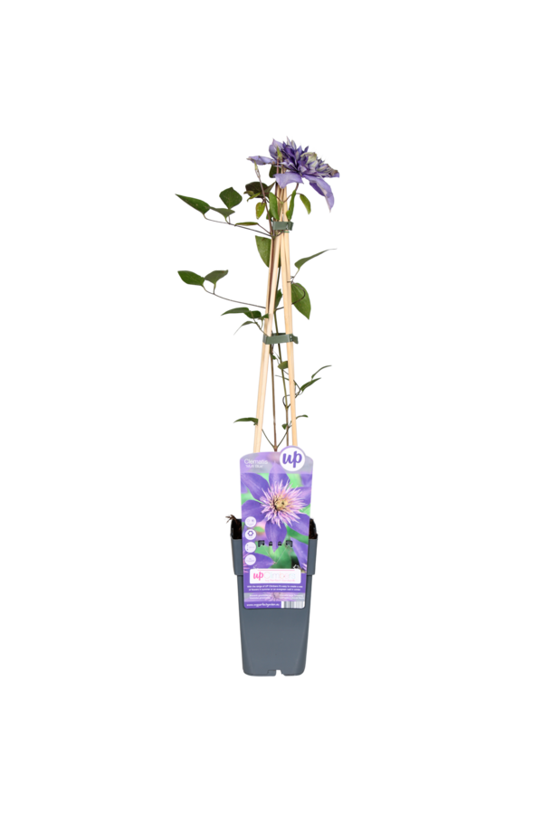 Powojnik wielkokwiatowy Multi Blue