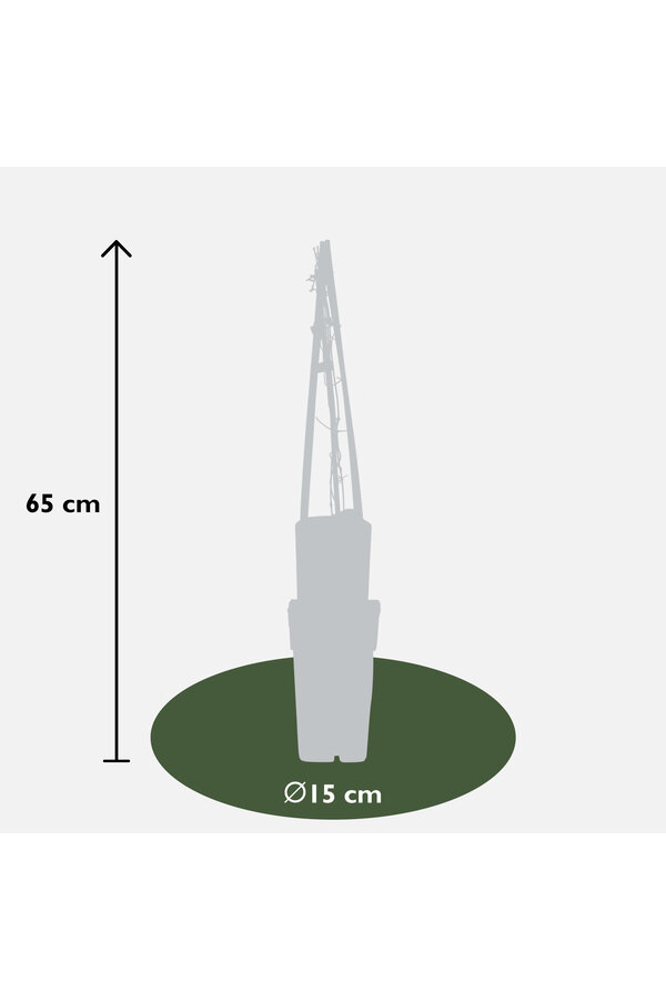 Powojnik wielkokwiatowy Multi Blue