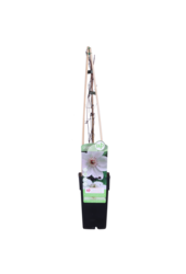 Powojnik wielkokwiatowy Miss Bateman