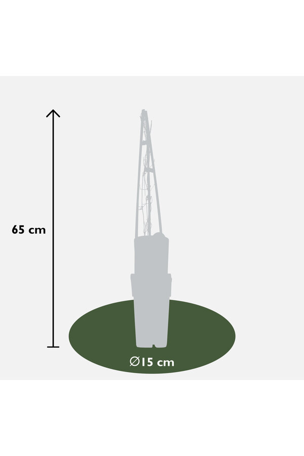 Powojnik wielkokwiatowy Miss Bateman