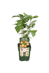 Malina Twotimer Sugana Yellow