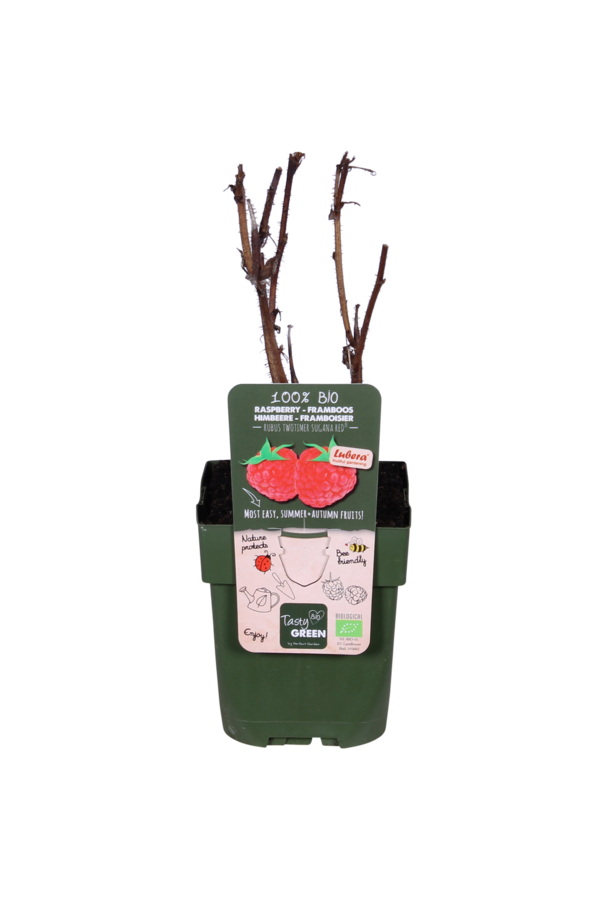 Malina Twotimer Sugana Red