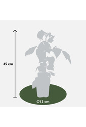 Malina Twotimer Sugana Red