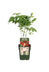 Malina Malling Promise