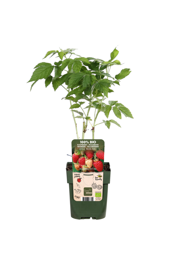 Malina Malling Promise