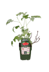 Malina Malling Promise