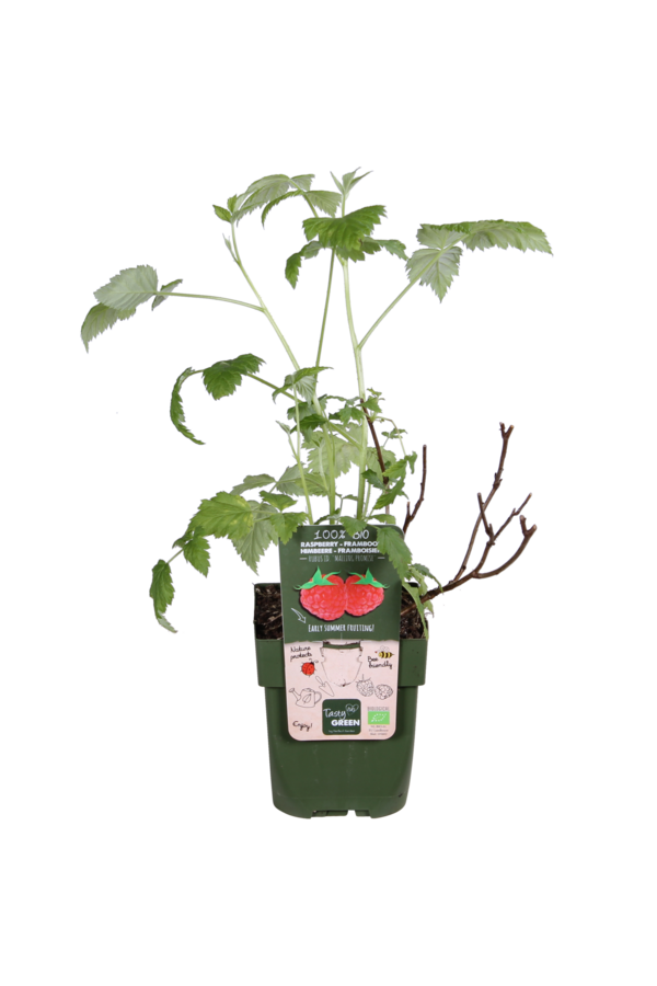 Malina Malling Promise