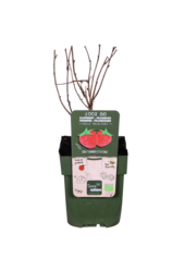 Malina Malling Promise