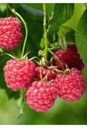 Malina Malling Promise