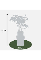 Malina Malling Promise