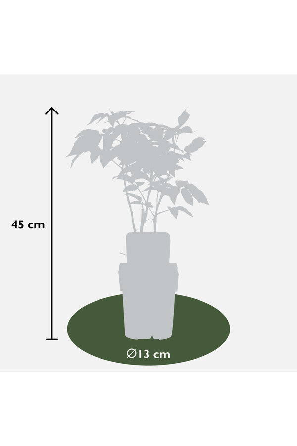 Malina Malling Promise