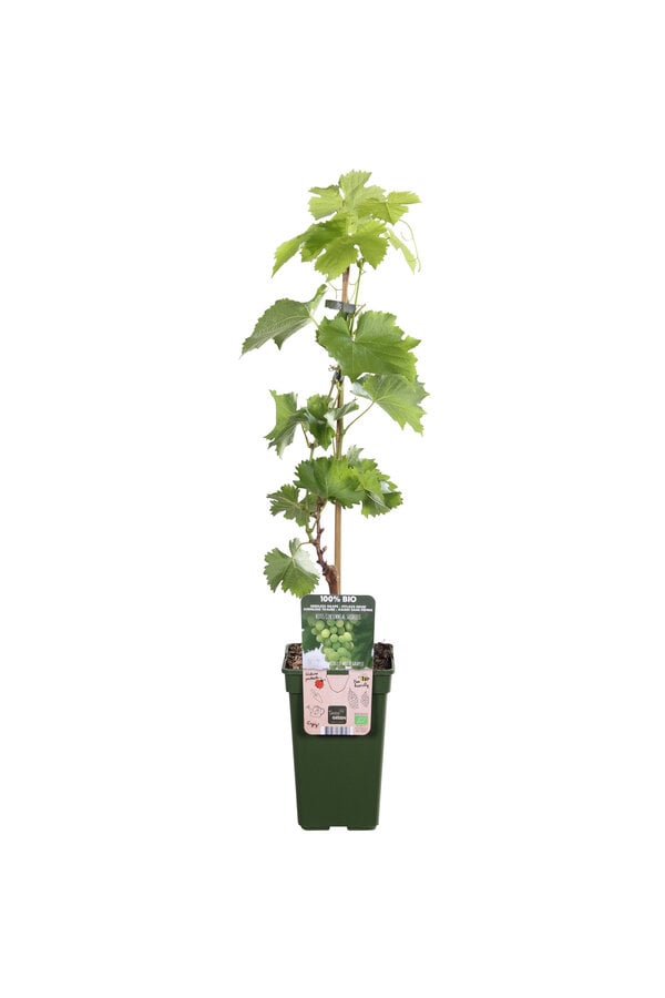 BIO Winorośl Vitus Centennial Seedless