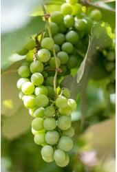 BIO Winorośl Vitus Centennial Seedless