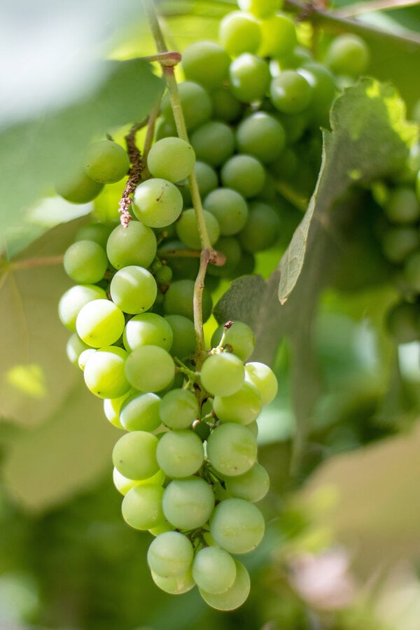 BIO Winorośl Vitus Centennial Seedless