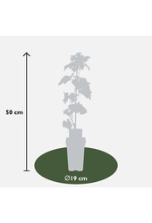 BIO Vitus Winogrono Centennial Seedless