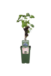 BIO Vitus Winogrono Venus