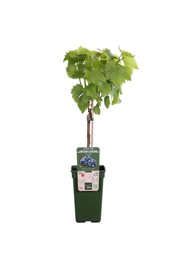 BIO Vitus Winogrono Venus