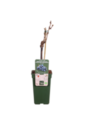 BIO Winorośl Vitus Venus