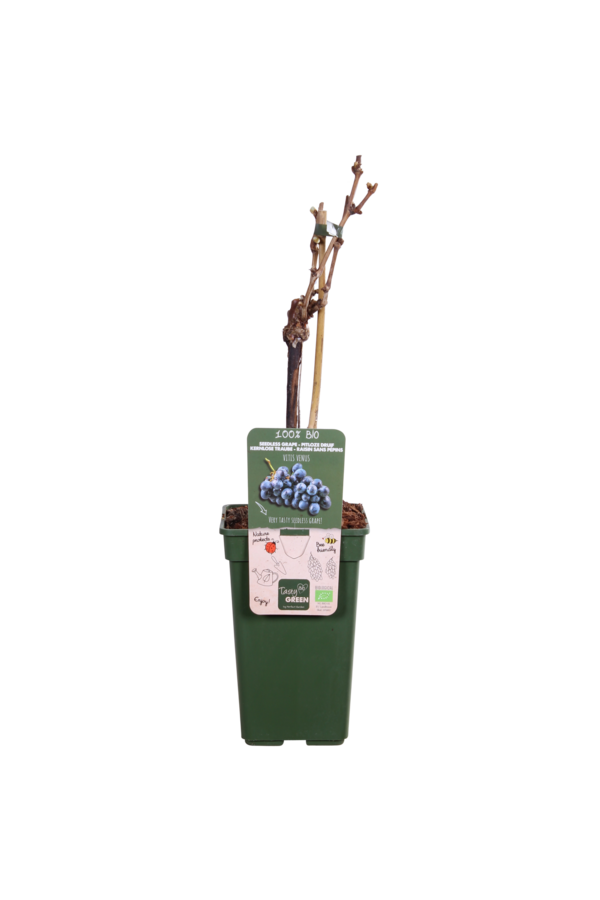 BIO Winorośl Vitus Venus