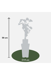 BIO Vitus Winogrono Venus