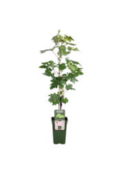 BIO Vitus Winogrono Lakemount