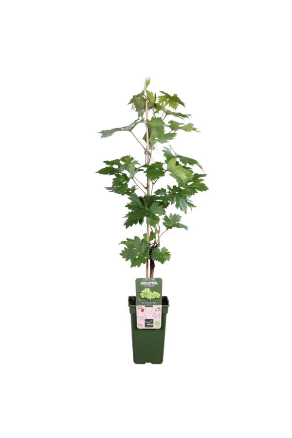 BIO Vitus Winogrono Lakemount