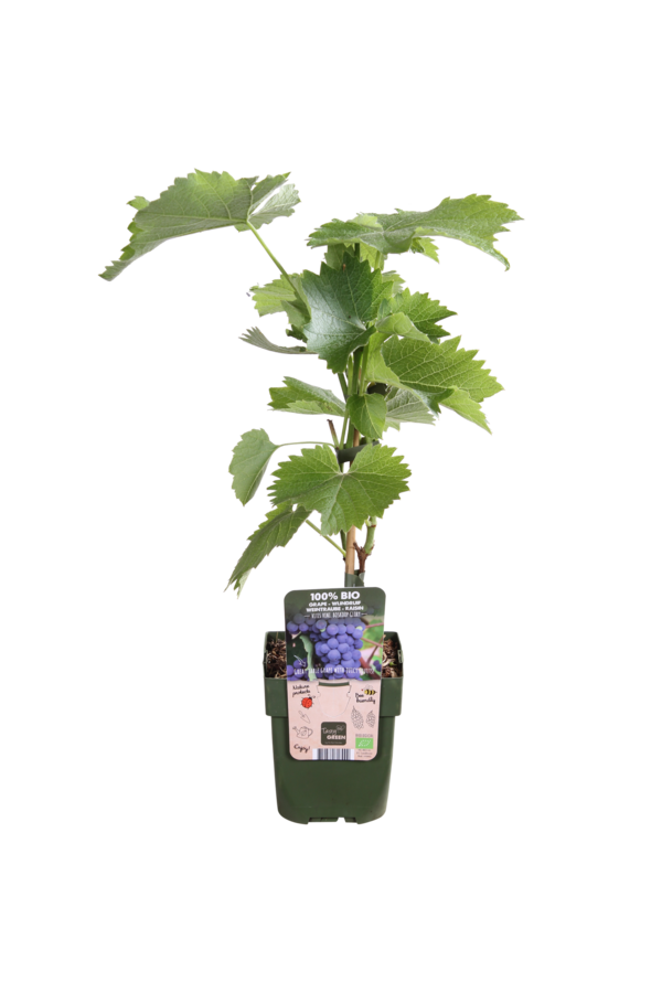 BIO Vitus Winogrono Boskoop Glory