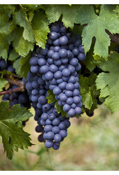 BIO Vitus Winogrono Boskoop Glory