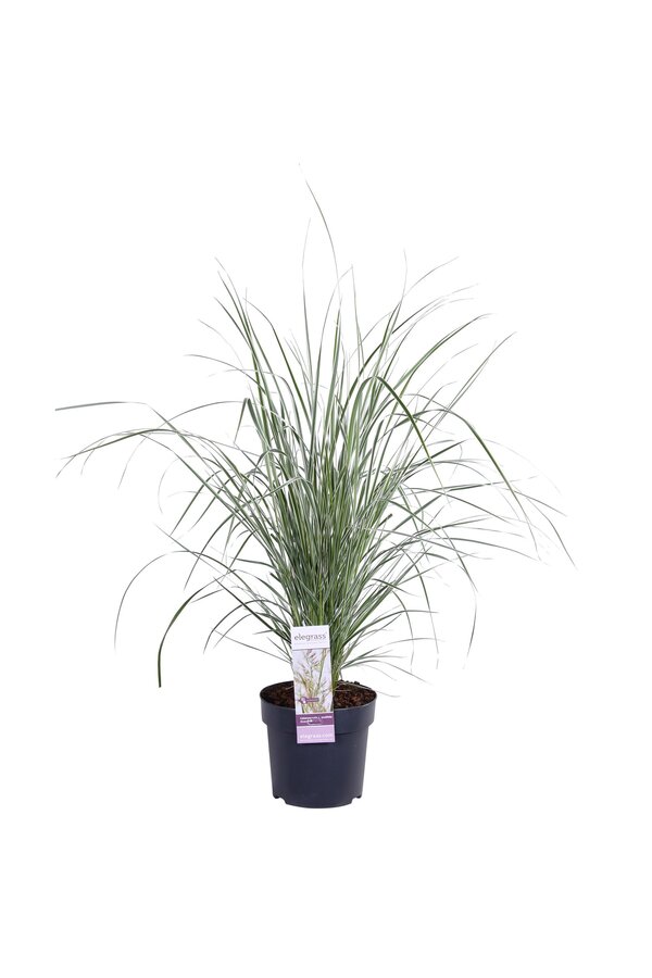 Trzcinnik ostrokwiatowy Overdam