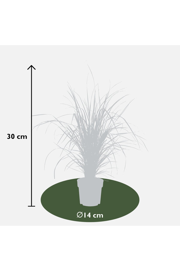 Trzcina pióropuszowa Overdam