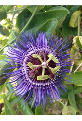 Passiflora Purple Haze