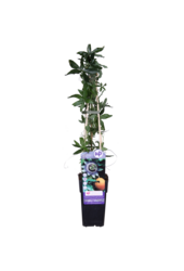 Męczennica Caerulea