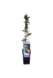 Męczennica Caerulea