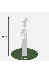 Męczennica Constance Elliot