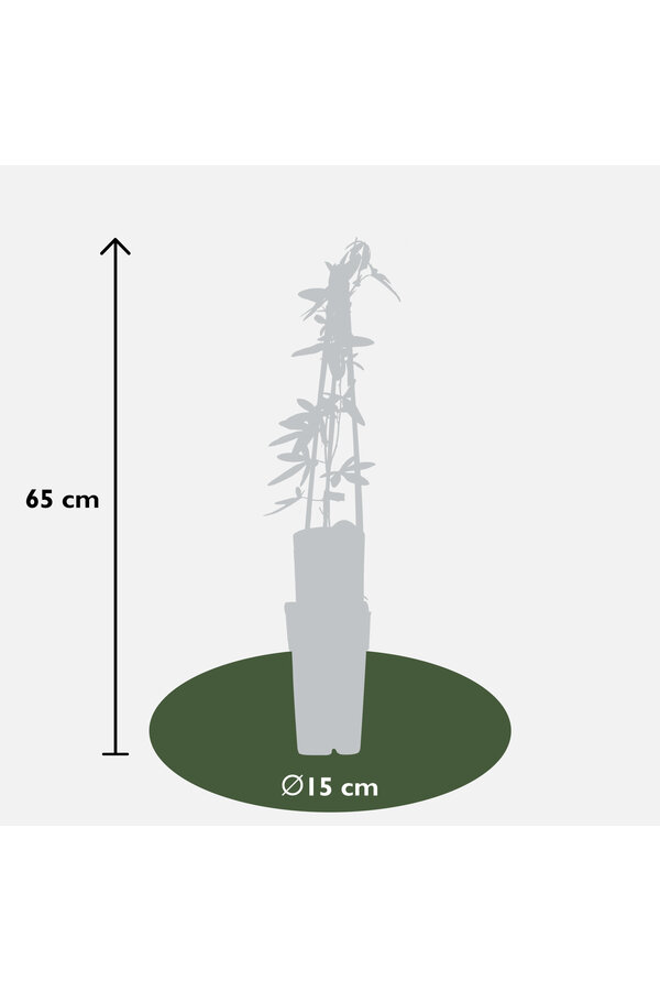 Passiflora Constance Elliot