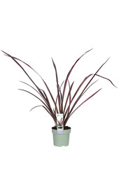 Phormium Nowozelandzki len Pink Flamingo