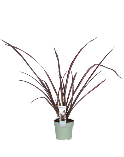 Phormium Nowozelandzki len