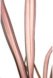 Phormium Nowozelandzki len Pink Flamingo