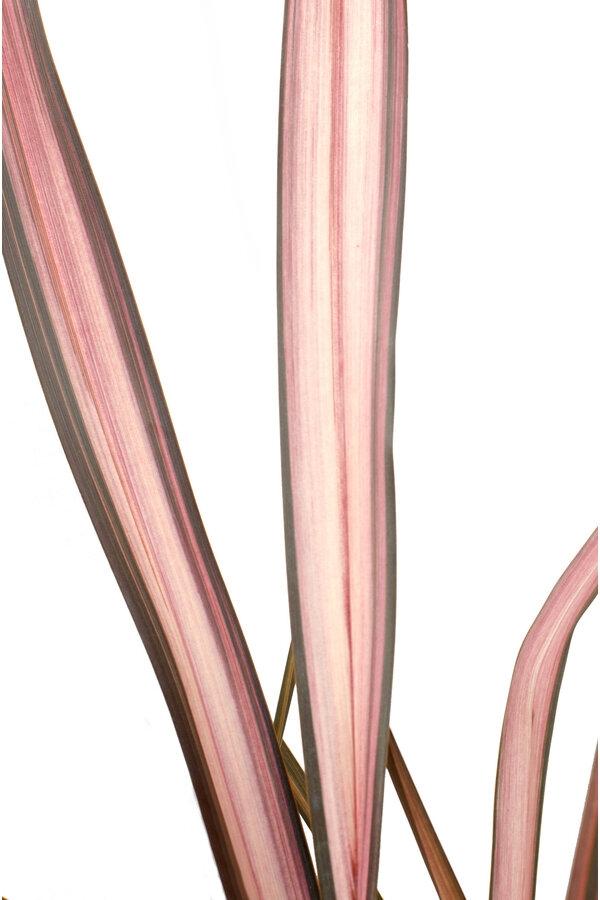 Phormium Nowozelandzki len Pink Flamingo