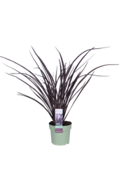 Phormium Nowozelandzki Len Rubra Nana