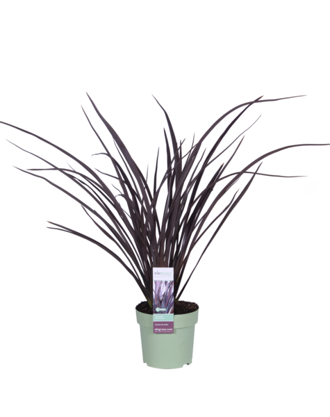 Phormium Nowozelandzki len