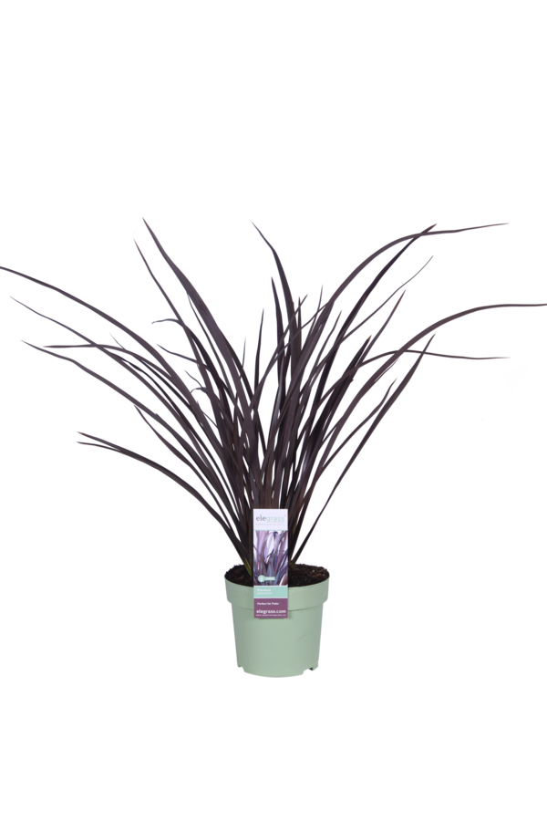 Phormium Nowozelandzki Len Rubra Nana