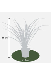 Phormium Nowozelandzki Len Rubra Nana