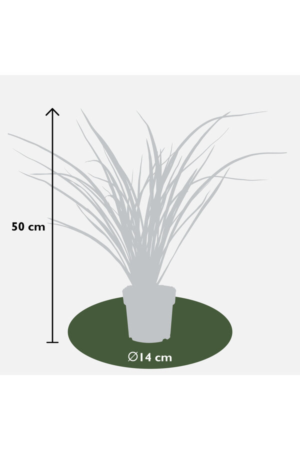 Phormium Nowozelandzki Len Rubra Nana