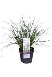 Rozplenica japońska Hameln