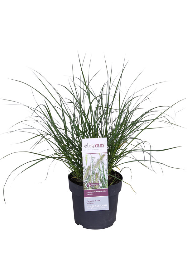 Rozplenica japońska Hameln